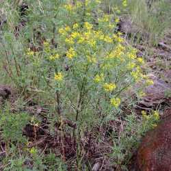 Senecio eremophilus var. macdougalii image