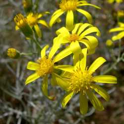 Image of Senecio longilobus