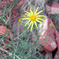 Senecio flaccidus var. monoensis image