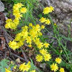 Senecio lemmonii image