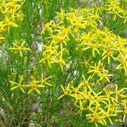 Senecio spartioides image