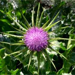 Image of Silybum marianum