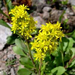 Solidago simplex var. simplex image