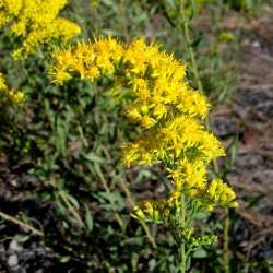 Solidago velutina image