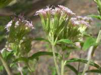 Stevia plummerae image