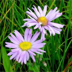 Symphyotrichum foliaceum image