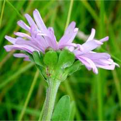 Symphyotrichum foliaceum image