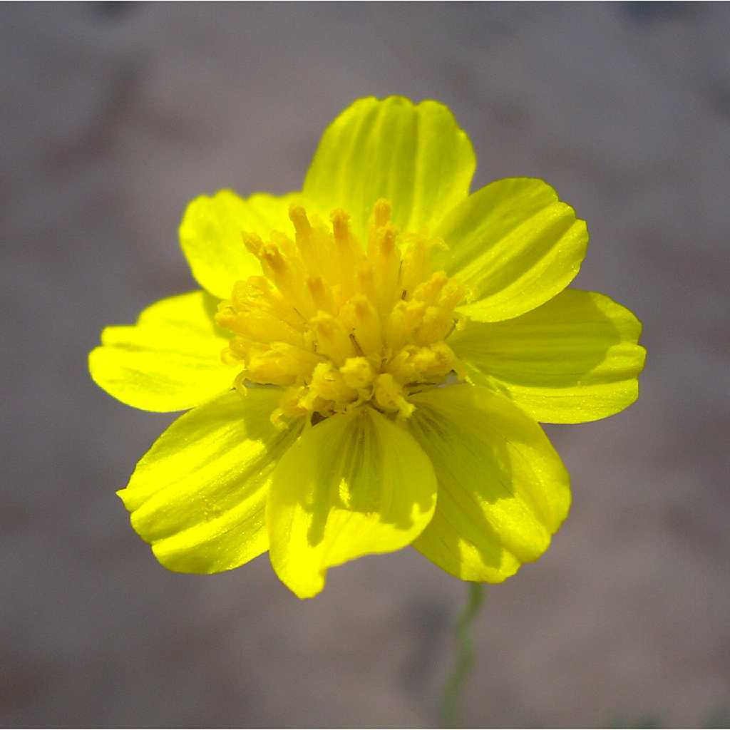 Thelesperma subnudum image