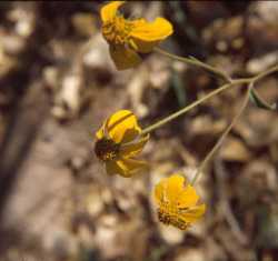 Viguiera dentata image