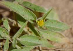 Viguiera dentata var. lancifolia image