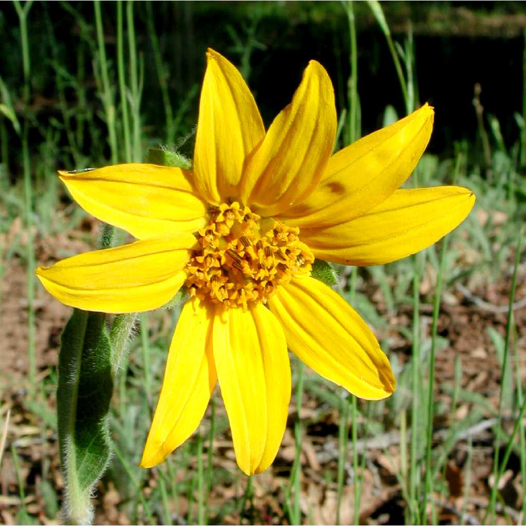 Wyethia arizonica image