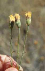 Adenophyllum porophylloides image