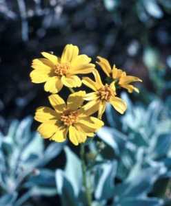 Encelia farinosa image