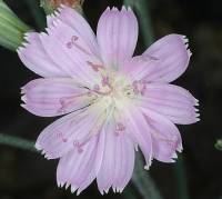 Image of Stephanomeria thurberi