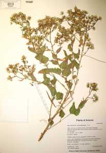 Brickellia floribunda image