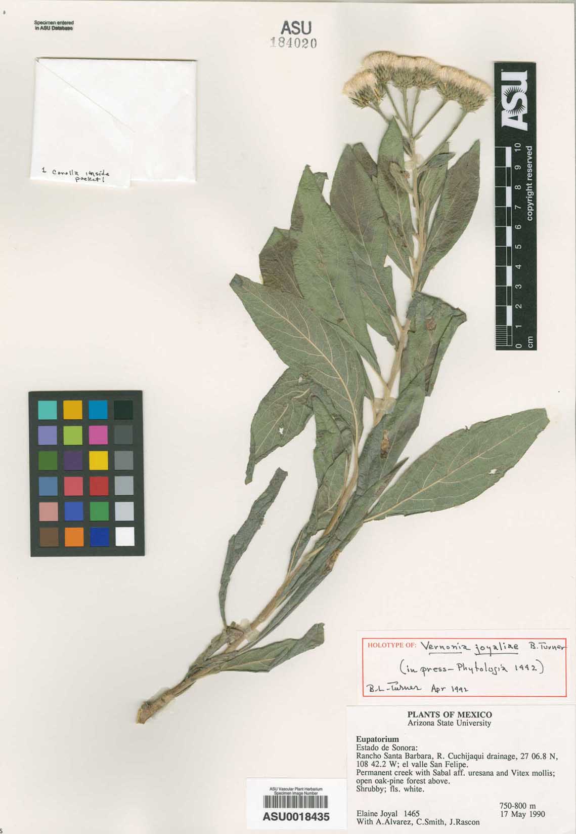 Vernonia joyaliae image