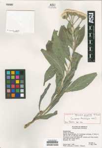 Image of Vernonia joyaliae