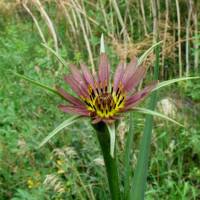 Image of Tragopogon mirus