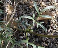 Coreocarpus arizonicus image