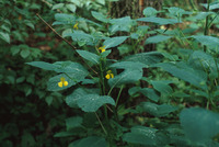 Impatiens pallida image