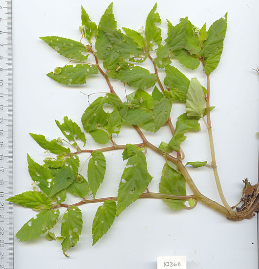 Begonia image