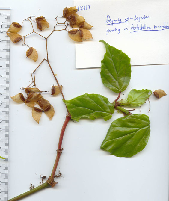 Begoniaceae image