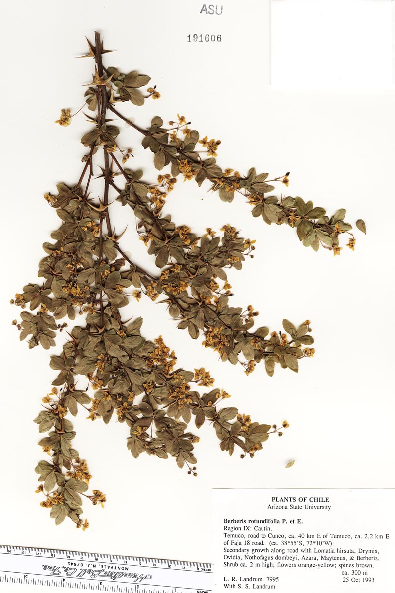 Berberis rotundifolia image