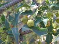 Mahonia fremontii image