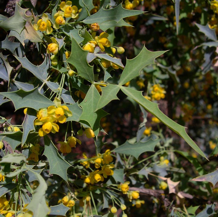 Mahonia haematocarpa image