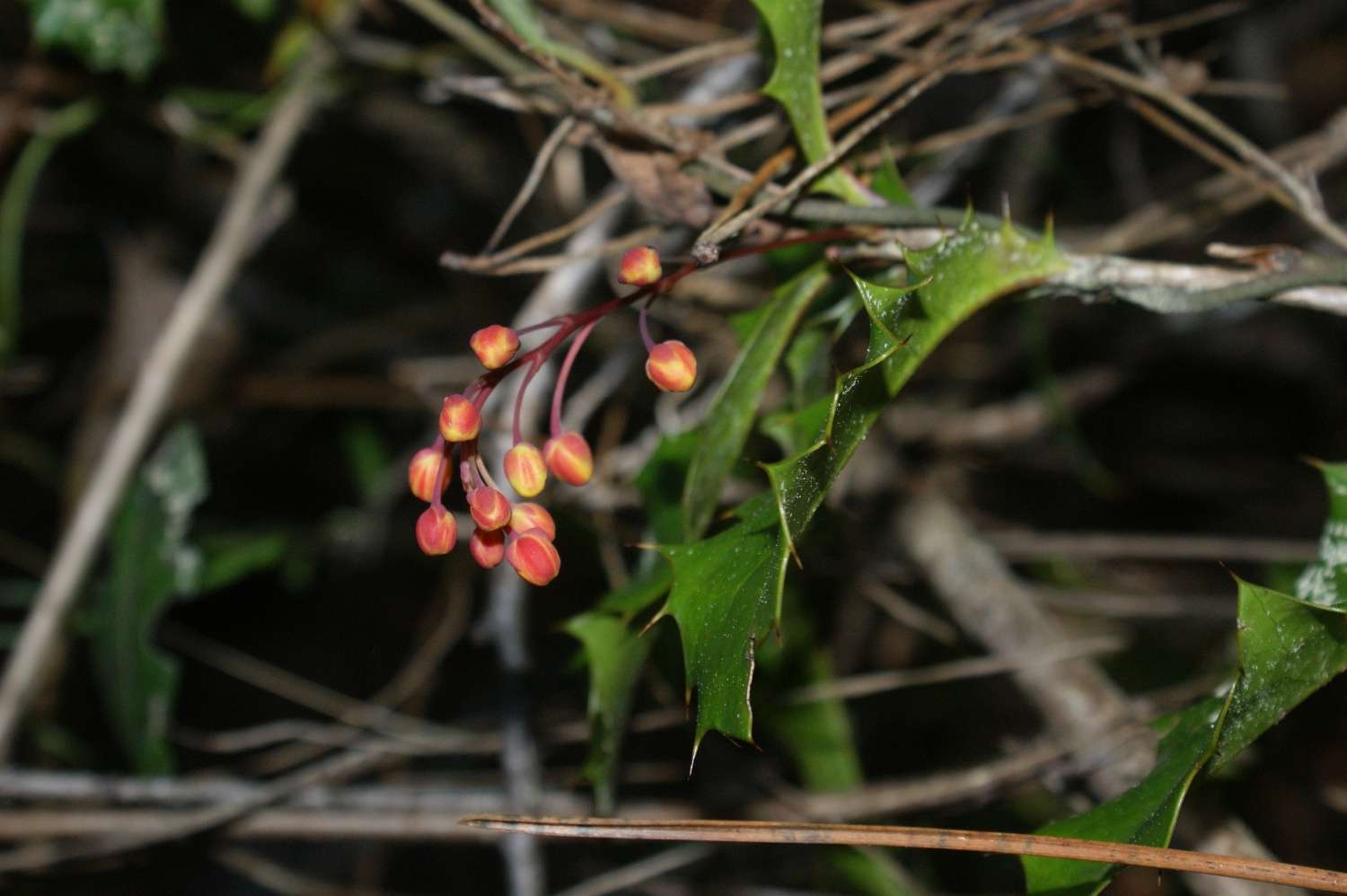 Berberis negeriana image