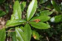 Berberis negeriana image