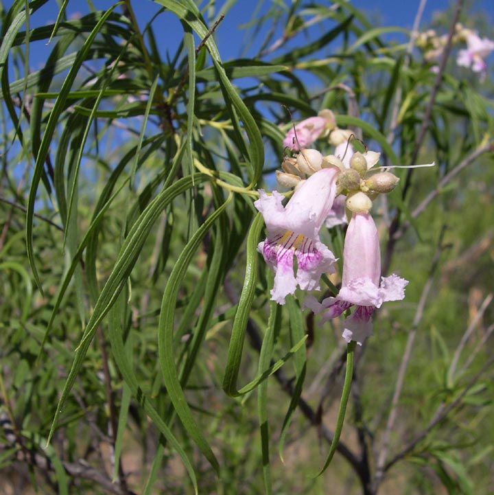 Bignoniaceae image