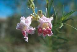 Chilopsis linearis image