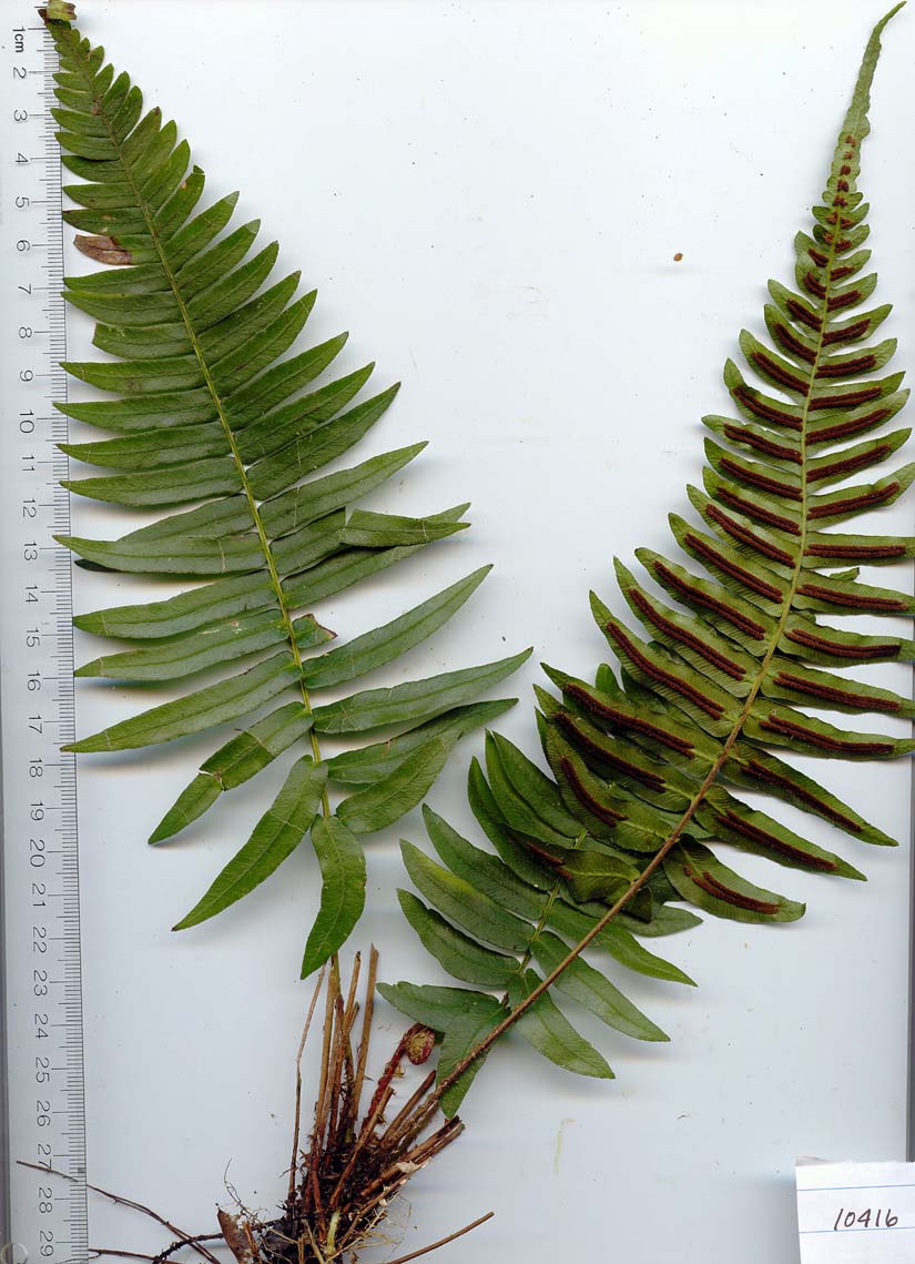 Blechnum image