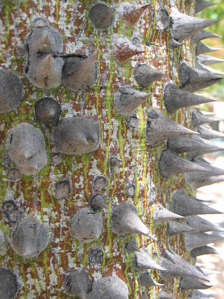 Ceiba speciosa image