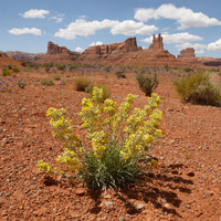 Image of Oreocarya confertiflora