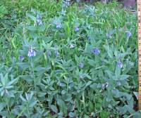 Mertensia ciliata image