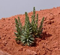 Phacelia palmeri image