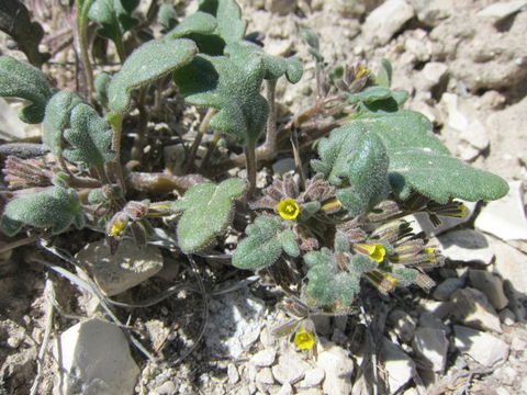 Phacelia scopulina image