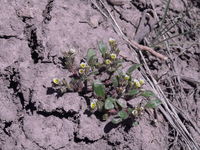 Phacelia scopulina image