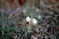 Phacelia pulchella image