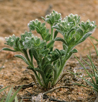 Cryptantha minima image