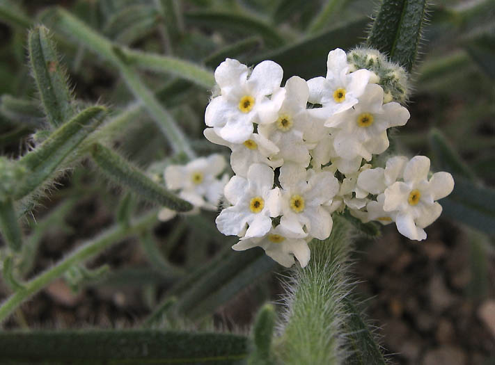 Cryptantha muricata image