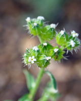 Cryptantha pterocarya image