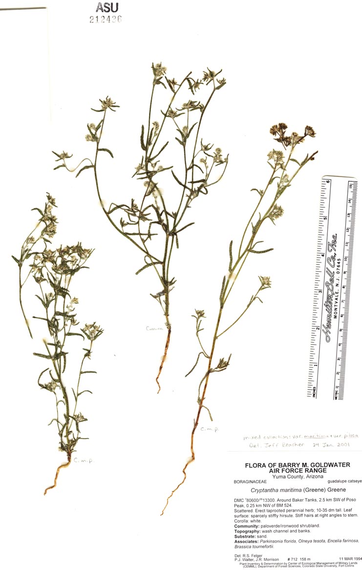 Cryptantha maritima image