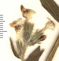 Image of Cryptantha semiglabra