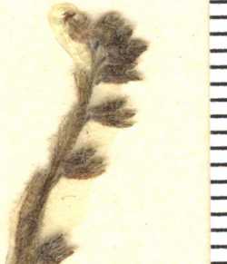 Myosotis scorpioides image