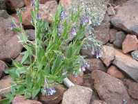 Mertensia franciscana image