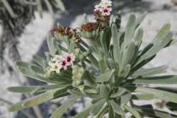 Image of Argusia gnaphalodes