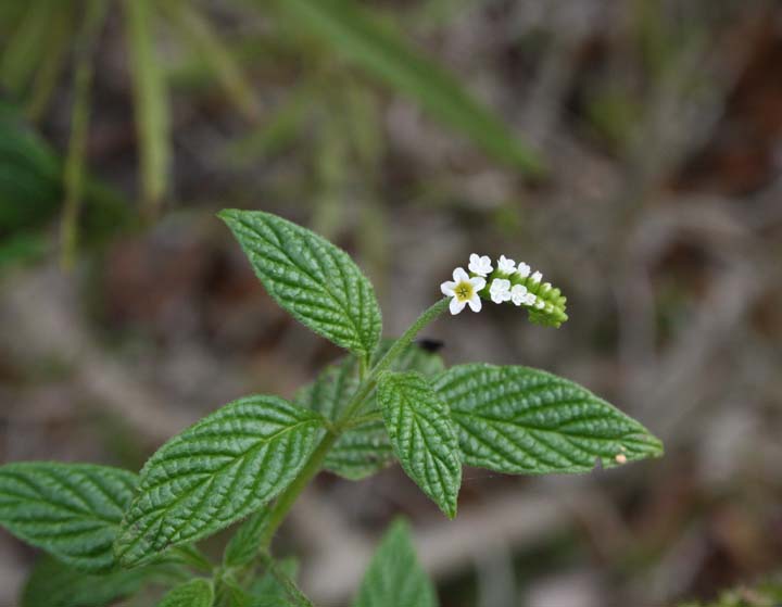 Heliotropium angiospermum image